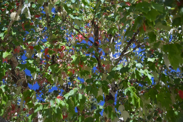 autumn leaves